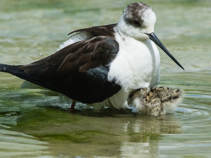 Vogelbeobachtung · Valle Canelle