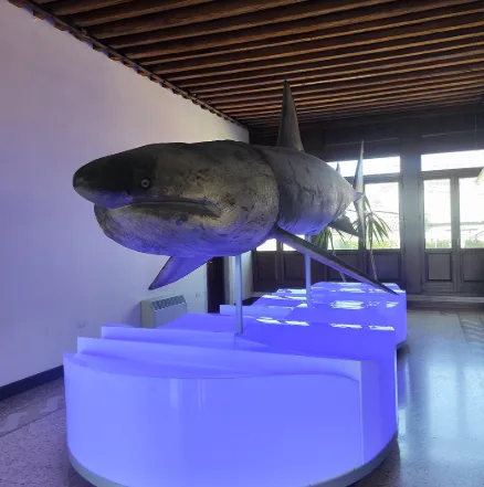 Museo di Zoologia Adriatica G. Olivi